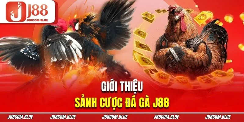 Thông tin về sảnh chọi kê trực tiếp J88