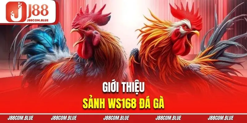 Tổng quan sảnh chọi gà trực tiếp đầy kịch tính WS168