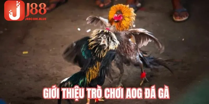 Tổng hợp vài nét về AOG Đá Gà