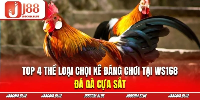 Chiêm ngưỡng những màn tranh tài cựa sắt bùng nổ
