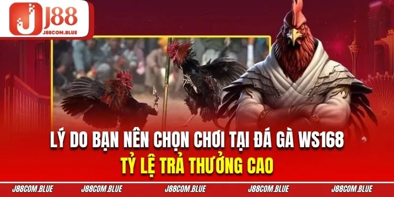 Sảnh WS168 đá gà mang đến tỷ lệ thưởng chọi kê khá cao